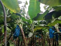 WhatsApp Image 2021-01-29 at 14.33.42