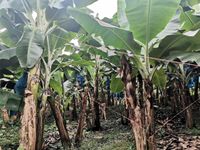 WhatsApp Image 2021-01-29 at 14.33.45 (1)