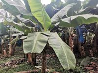 WhatsApp Image 2021-01-29 at 14.33.46