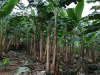 WhatsApp Image 2020-06-28 at 20.38.03 (1)