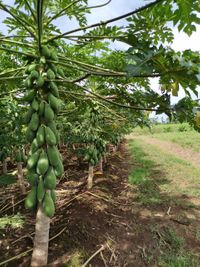 WhatsApp Image 2020-08-17 at 22.26.15 (1)