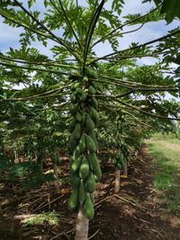 WhatsApp Image 2020-08-17 at 22.26.15 (3)