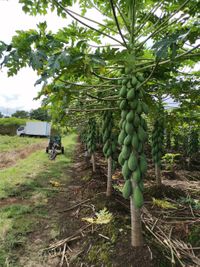 WhatsApp Image 2020-08-17 at 22.26.15