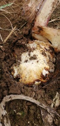 WhatsApp Image 2020-06-25 at 19.56.34