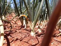 WhatsApp Image 2020-06-25 at 14.30.53 (3)