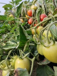 106893725_178423860373269_3827818750527863832_o