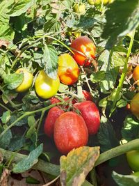 106919805_176749937207328_3583645060098793610_n