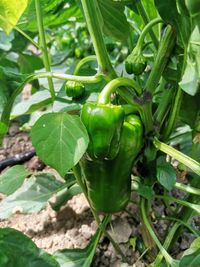 106924420_178587370356918_6056306895402887781_n