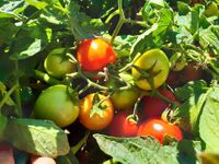 106999157_176749920540663_8584711097119171058_n