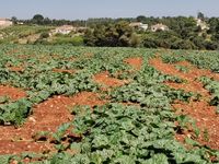 107004588_177932037089118_3254546155868747028_n