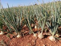 107826773_180396130176042_6725090254284118374_o