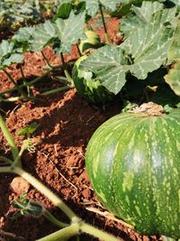 109709594_180687660146889_577458116656848010_o