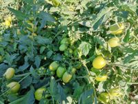 118144195_191248272424161_7453989902933298773_o