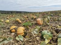 118241567_192654945616827_36353393631704967_o