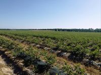 82993729_167785021437153_5441987279318941696_n