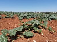 83606454_177932057089116_9049243091976525652_n