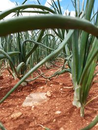 84021610_171074771108178_8018043694224870264_n