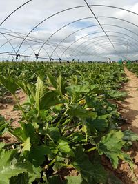 96723055_158963768985945_5347566576549756928_n